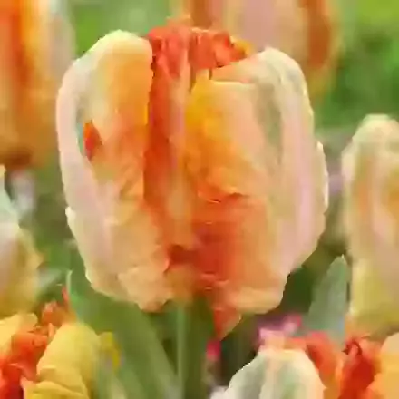 Parrot King